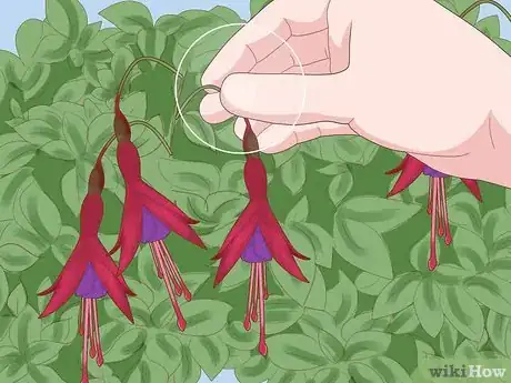 Image titled Care for Fuchsia Step 12