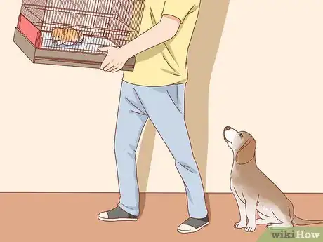 Image titled Treat Mites in Chinchillas Step 1