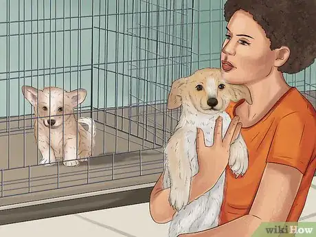 Image titled Rescue a Corgi Step 5