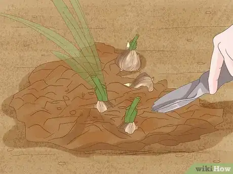 Image titled Plant Freesia Bulbs in Containers Step 11