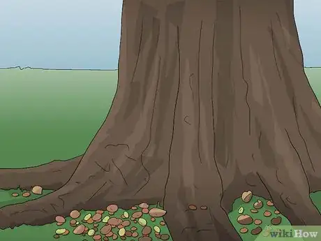 Image titled Attract Squirrels Step 2