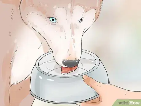 Image titled Take Care of an Alaskan Husky Step 14