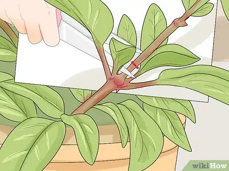 Image titled Prune Fuschias Step 7