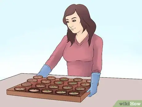 Image titled Grow Petunias Step 12