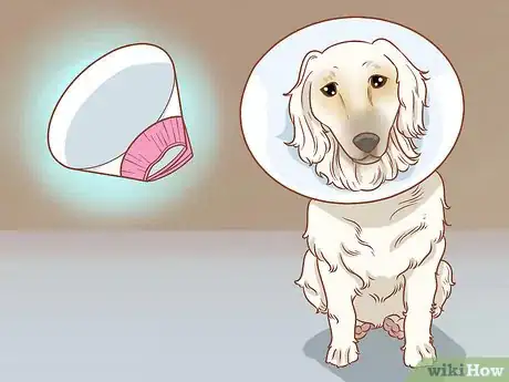 Image titled Remove a Dog’s Skin Tags at Home Step 11