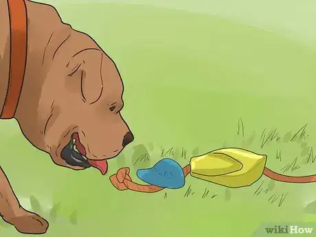 Image titled Care for Your Gun Dog Step 7