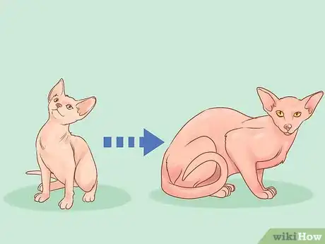Image titled Choose Between Getting a Kitten or Adult Cat Step 2