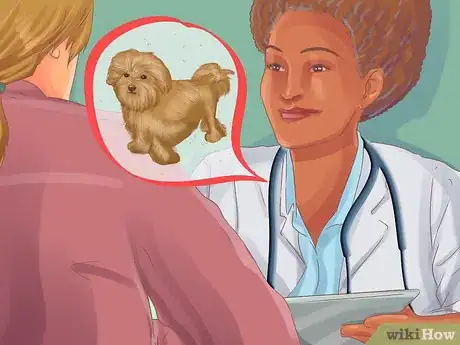 Image titled Choose a Lowchen Puppy Step 1