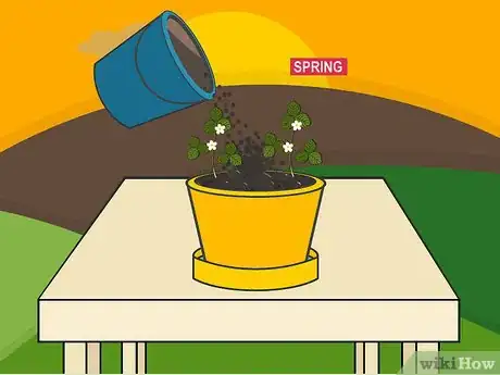 Image titled Grow Strawberries in a Pot Step 15