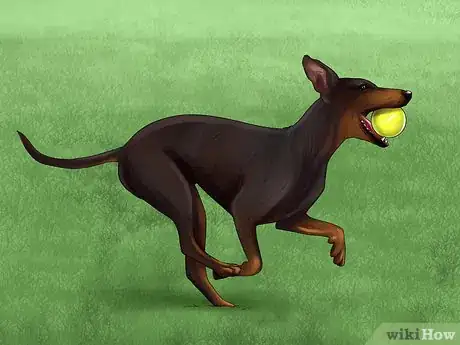 Image titled Train a Manchester Terrier Step 4
