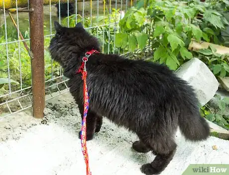 Image titled Take a Cat for a Walk Step 7