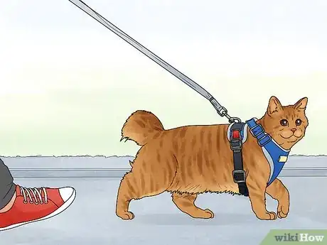 Image titled Care for an American Bobtail Cat Step 4