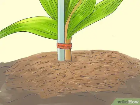 Image titled Grow a Queen Palm Step 12
