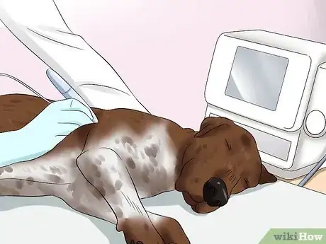 Image titled Diagnose Aortic Stenosis in German Shorthaired Pointers Step 9