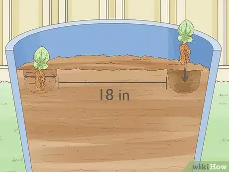 Image titled Grow Coneflowers Step 5