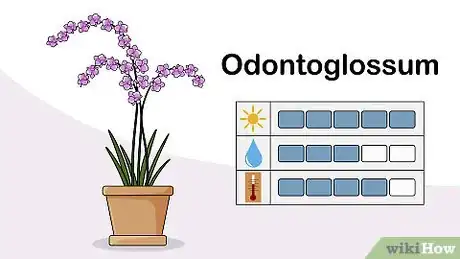 Image titled Choose an Orchid Plant Step 6