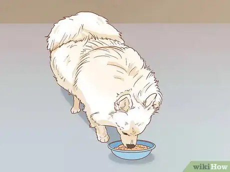Image titled Take Care of a Pomeranian Step 9