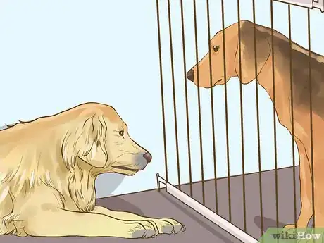 Image titled Get a Companion Dog for an Existing Dog Step 15