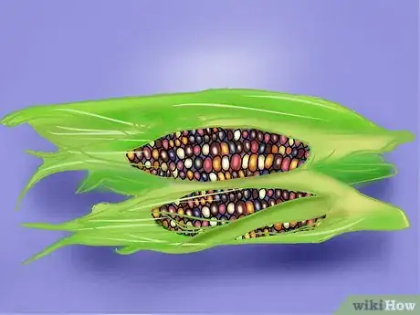 Image titled Grow and Harvest Glass Gem Corn Step 10