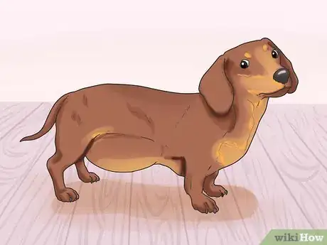 Image titled Prevent Roundworms in Dogs Step 4