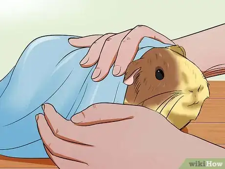 Image titled Bathe a Pregnant Guinea Pig Step 7