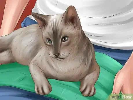 Image titled Take Care of a Javanese Cat Step 4