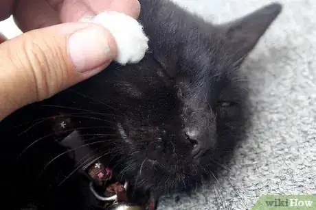 Image titled Make a Homemade Cat Spa Step 11