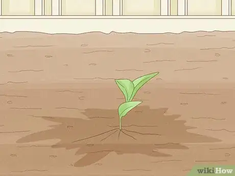 Image titled Grow Mandevillas Step 10