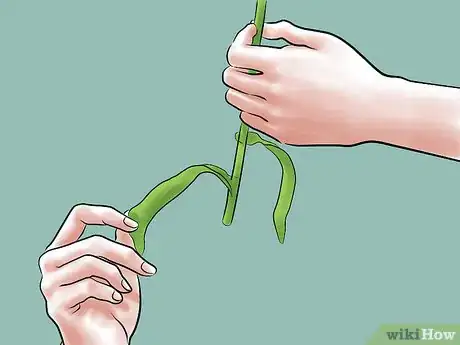 Image titled Care for Fresh Cut Tulips Step 4