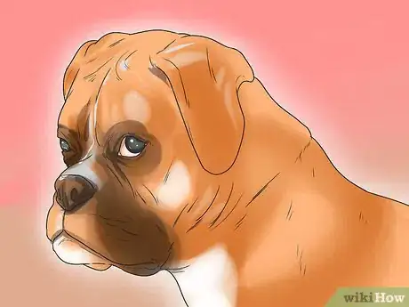 Image titled Diagnose Entropion in Boxers Step 2