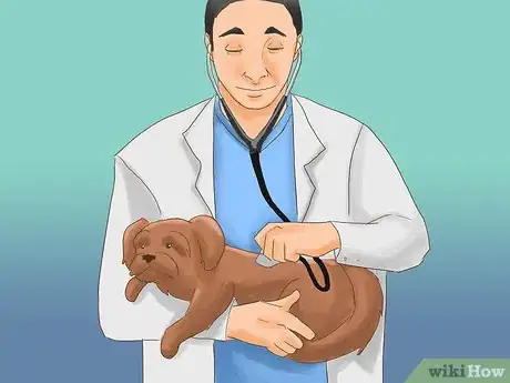 Image titled Take Care of a Shih Tzu Step 9