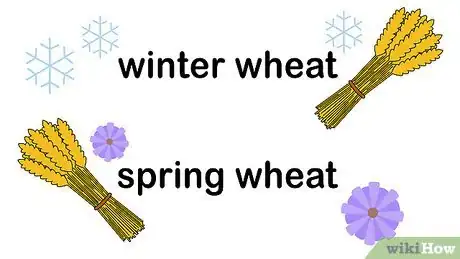 Image titled Plant Wheat Step 2