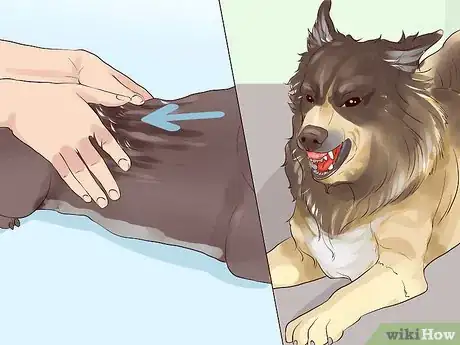 Image titled Get a Companion Dog for an Existing Dog Step 14