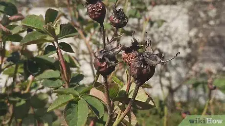 Image titled Dry Rose Hips for Tea Step 1