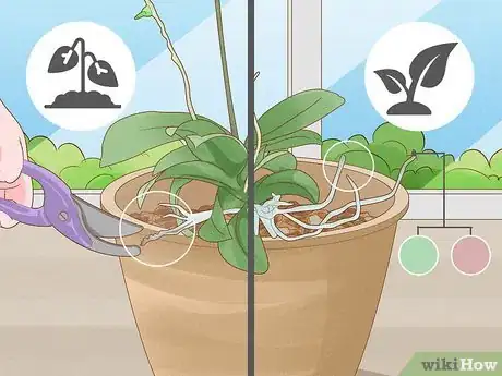 Image titled Repot Orchids with Air Roots Step 14