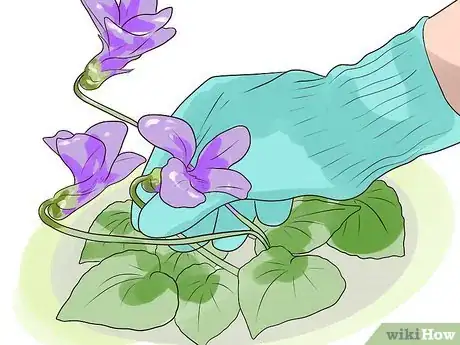 Image titled Control Wild Violets Step 7