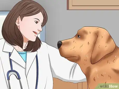 Image titled Solve Your Dog's Skin and Scratching Problems Step 10