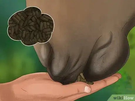Image titled Give Your Horse the Right Supplements Step 20