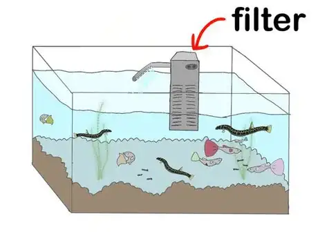 Image titled Types of bottom feeders734568254