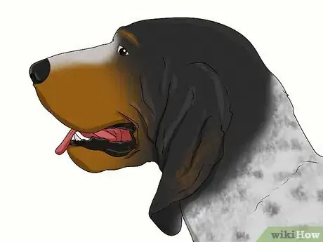 Image titled Identify a Bluetick Coonhound Step 2