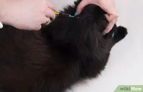 Image titled Protect Your Cat or Kitten from Parasites Step 6