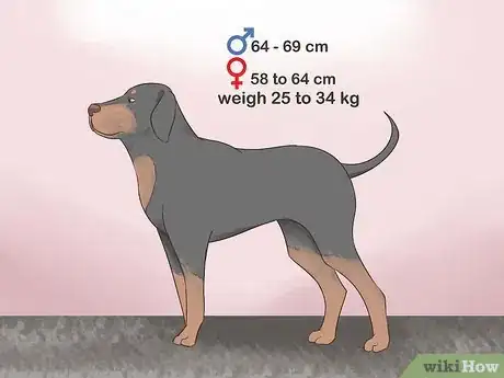 Image titled Identify a Black and Tan Coonhound Step 2