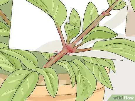 Image titled Prune Fuschias Step 6