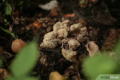 Image titled Use Leftover Green Tea Leaves Step 6