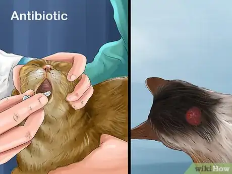 Image titled Deal with Stress‐Related Skin Problems in Cats Step 2