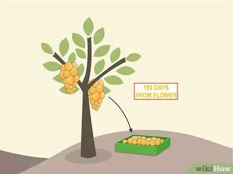 Image titled Grow Lanzones Step 16