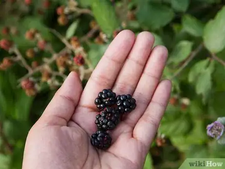 Image titled Survive in the Woods without Hunting Step 5Bullet2