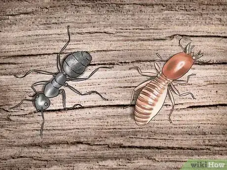 Image titled Get Rid of Carpenter Ants Step 1