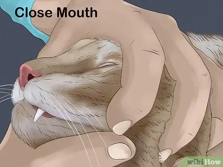 Image titled Give Tricyclic Antidepressants to a Cat Step 8