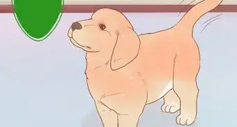 Buy a Golden Retriever Puppy